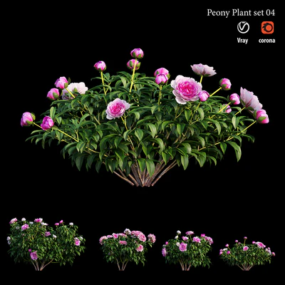 Peony plant set 04 — Ver 2