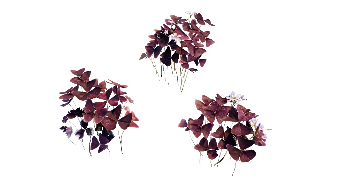 purple shamrock 001 — Descargar