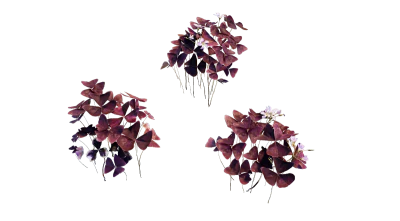 purple shamrock 001 — Descargar