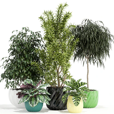 Plants collection 111 — Вид 1