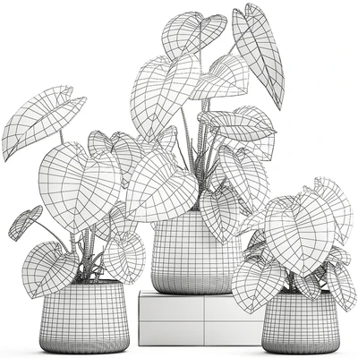Exotic small flower Anthurium crystal in a white pot flowerbed, Philodendron. Set 890. — Ver 3