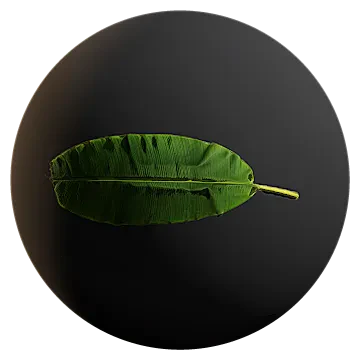 huge banana leaf 001 — download