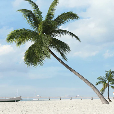 palm trees 038 — Скачать