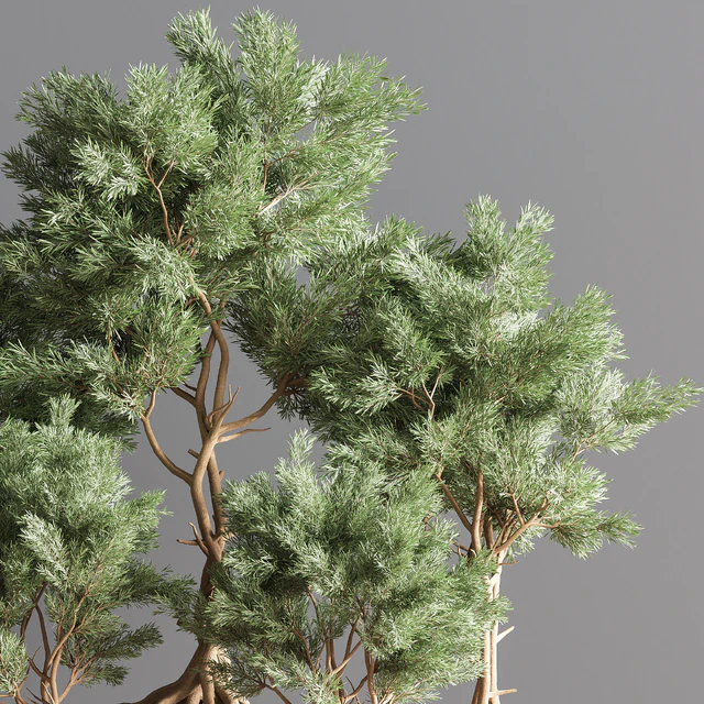 Indoor Plant Set 76 — Download