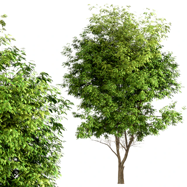 Set of Ash Trees (Fraxinus) (3 Trees) — Скачать