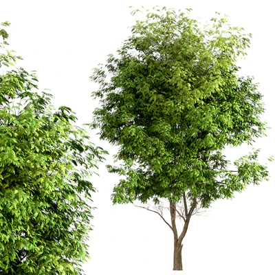 Set of Ash Trees (Fraxinus) (3 Trees) — Вид 3