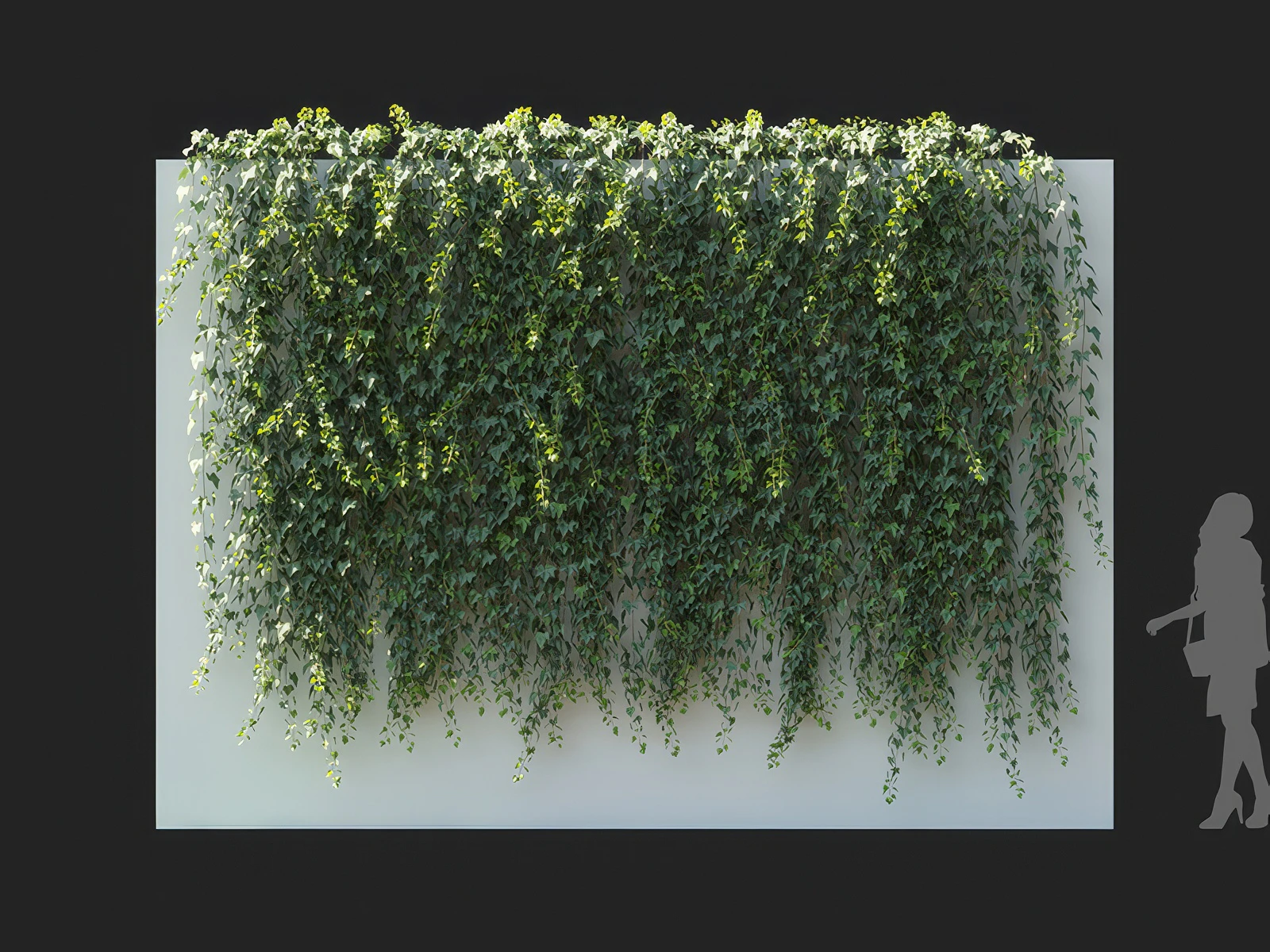 hedera nepalensis 003 — Скачать