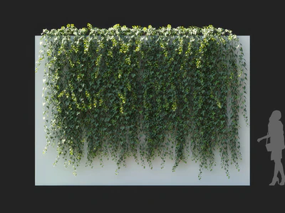 hedera nepalensis 003 — Скачать