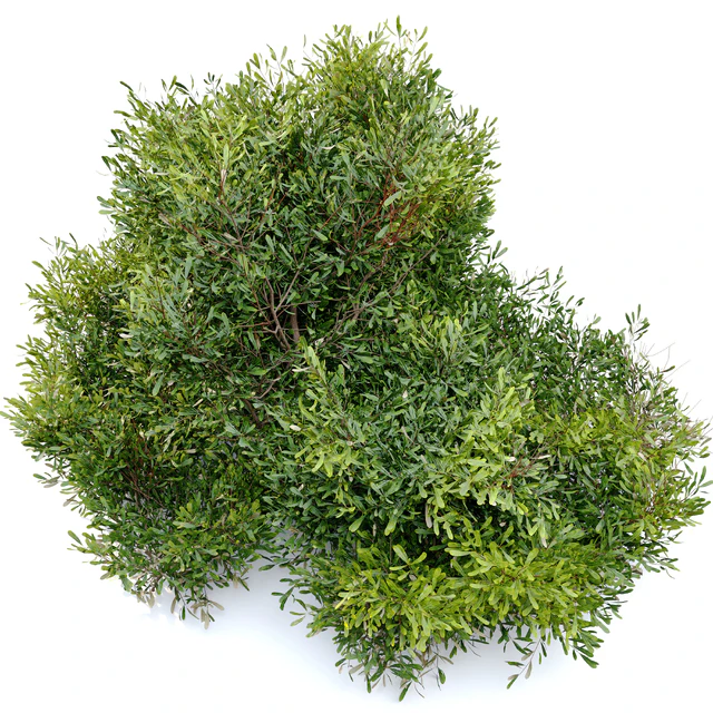 Bayberry bush — Скачать