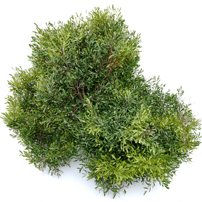 Bayberry bush — Вид 4