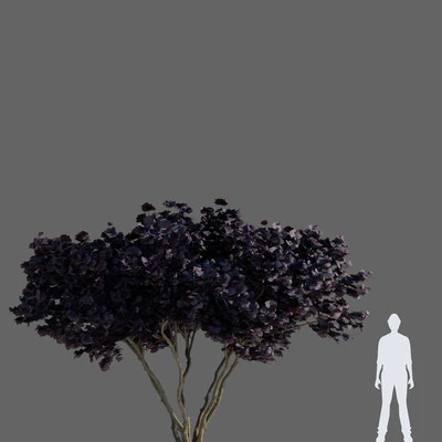 Common hazel | Corylus avellana Purpurea — Ver 2