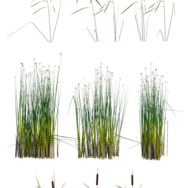 Aquatic plants — Descargar