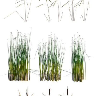 Aquatic plants — Ver 2