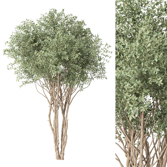 Tree No. 38 — Скачать