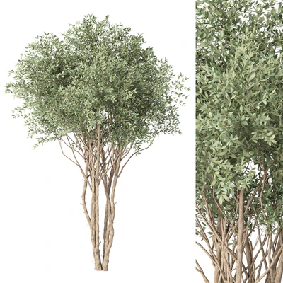 Tree No. 38 — Вид 1