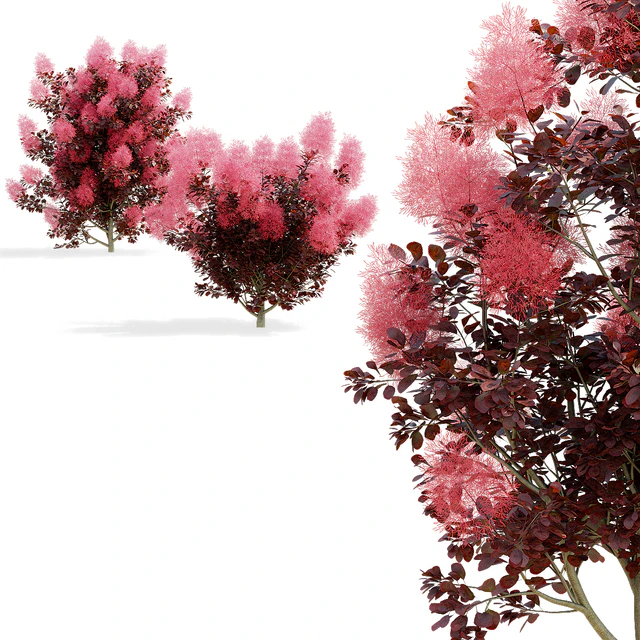 Cotinus coggygria 3 bushes — Descargar