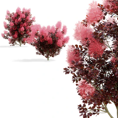 Cotinus coggygria 3 bushes — Ver 3