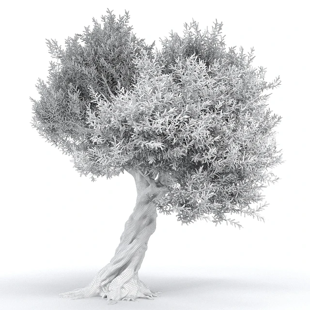 Оливковое дерево 1 (Olive tree) — Скачать