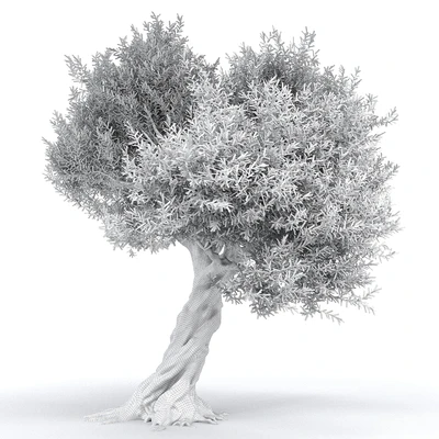 Оливковое дерево 1 (Olive tree) — Вид 3