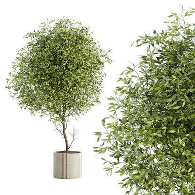 Indoor Plant Set 050 — Ver 1