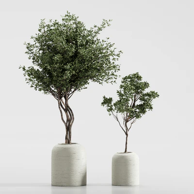 Indoor Plant 09 — Вид 2