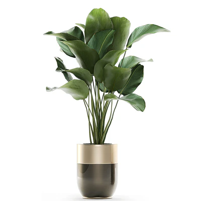 Collection of plants in gold pots Godwin Longhi with hanging, Banana, calathea, Krestovnik, Strelitzia. Set 706. — Ver 3