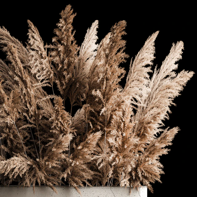 Dried flower bouquet of pampas from dry reeds in a concrete vase of pampas grass, Cortaderia. 268. — Descargar
