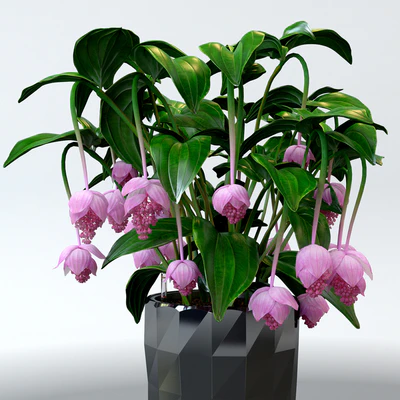 Medinilla magnificent / Medinilla Magnifica in pots Lechuza — Ver 2
