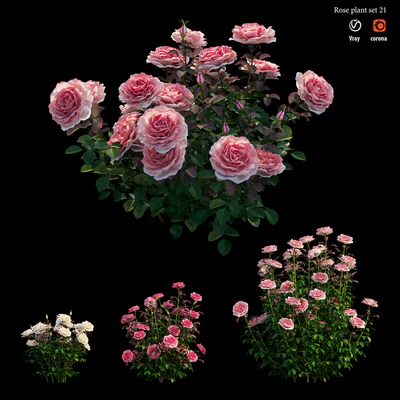 Rose plant set 21 — Вид 2