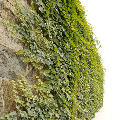 Ivy / Hedera helix #3 — Ver 4
