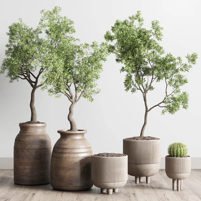 collection indoor outdoor plant 114 vase concrete wood old pot tree cactus — Вид 3