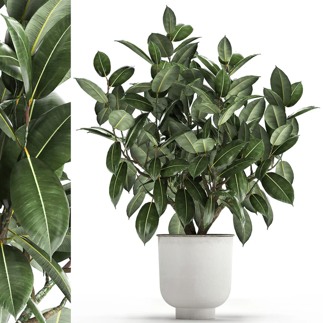 Beautiful lush flower tree Ficus elastic in a white metal pot for interior. 864. — Descargar