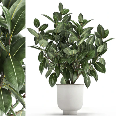 Beautiful lush flower tree Ficus elastic in a white metal pot for interior. 864. — Ver 1