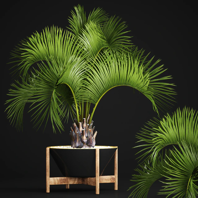 Butia capitata palm, Decorative palm tree in a black flowerpot, office plants, interior, loft, flower, butia — Descargar