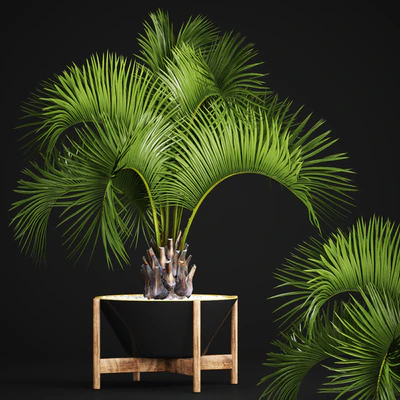 Butia capitata palm, Decorative palm tree in a black flowerpot, office plants, interior, loft, flower, butia — Ver 1