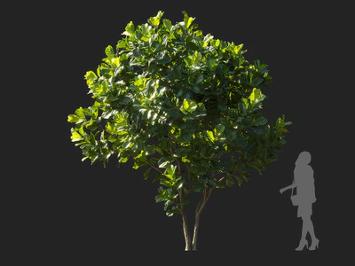 ficus lyrata 001 — Скачать