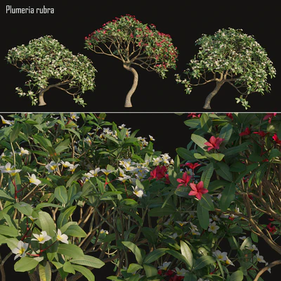 Plumeria rubra -Frangipani Tree-02 — Скачать