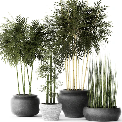 Bamboo and Equisetum, цветок, горшок, куст бамбука, заросли, бамбук, горшок, вазон, уличный, хвощ — Вид 1