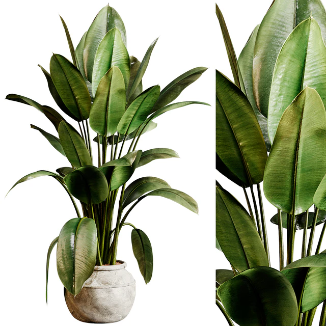 Indoor plants 96 - Plant in pot — Download