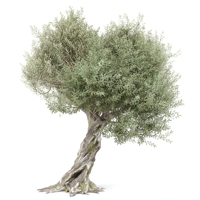 Оливковое дерево 1 (Olive tree) — Вид 4