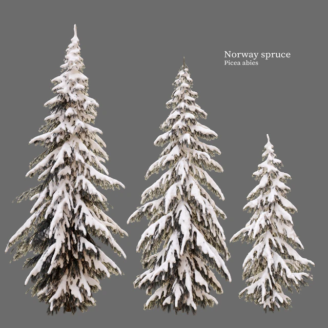 Winter norway spruce — Скачать