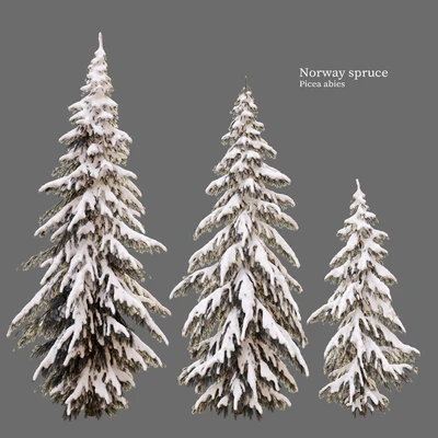 Winter norway spruce — Вид 2