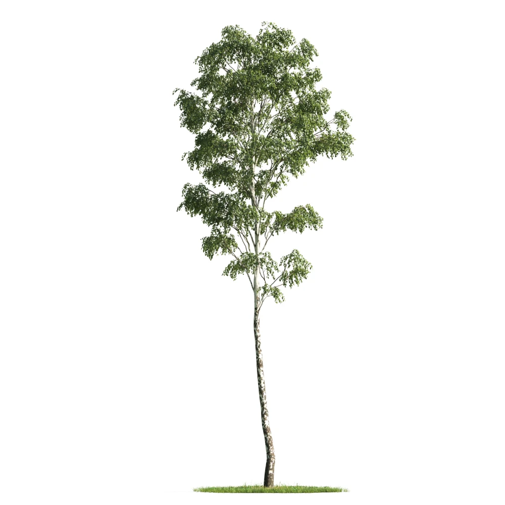trees 001 — Descargar
