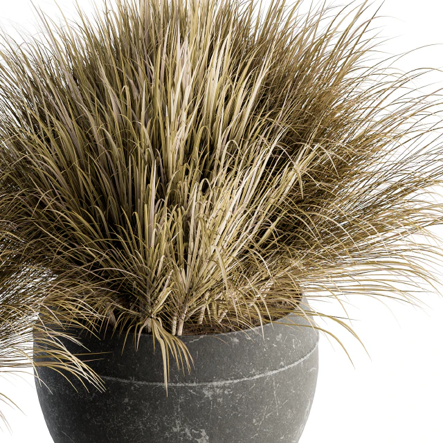 Outdoor Plant Set 204 - Dried Grass in Pot — Descargar