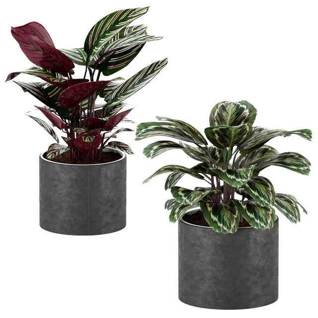 calathea Collection 3 — Descargar