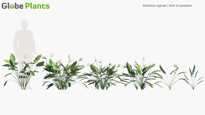 strelitzia reginae — descargar