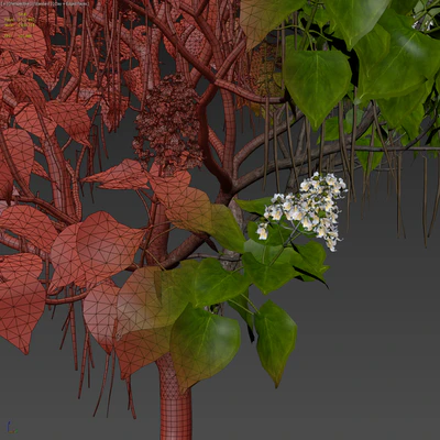 Catalpa #1 — Ver 3
