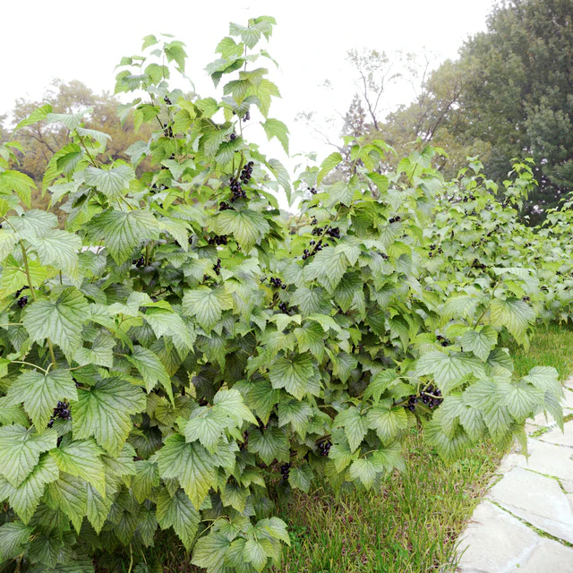 Currant bush — Descargar