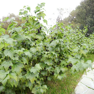 Currant bush — Ver 3
