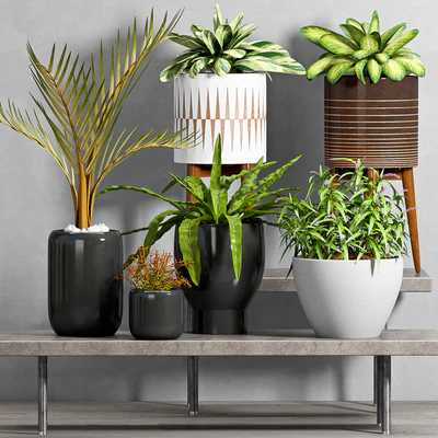 PLANT -50 — Ver 3